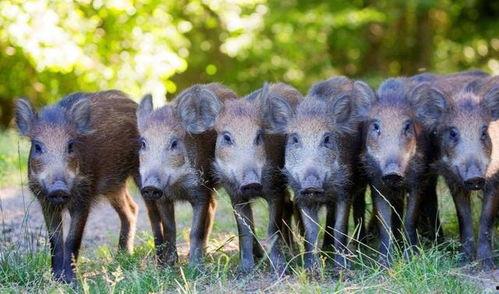 野猪吃小白瓜吗