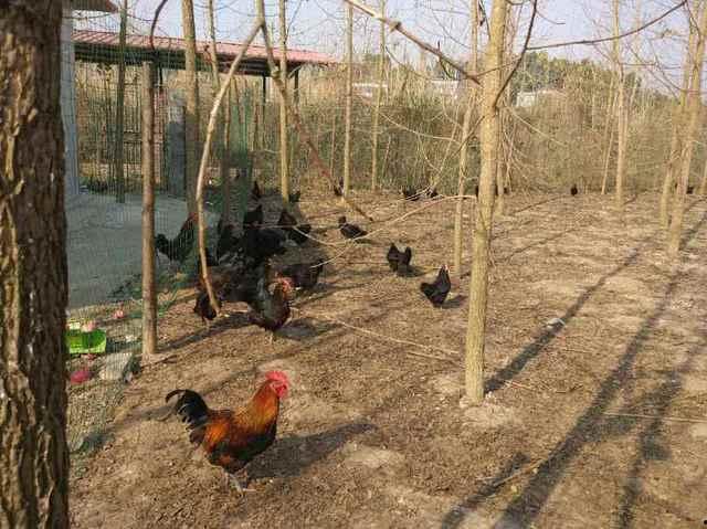 散养土鸡吃瓜,自然放养，美味与健康同行