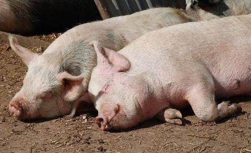 生水瓜猪吃吗,传统美食还是禁忌食材？