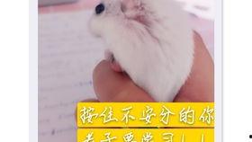 老鼠吃瓜品种,揭秘老鼠偏爱哪些瓜类品种