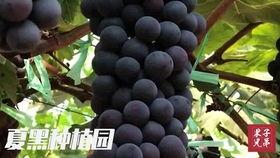 路亚女神吃瓜,一场惊心动魄的捕鱼盛宴