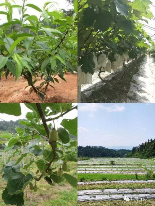 吃瓜艺术乡,探寻乡村美食与文化的独特魅力