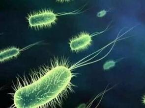 吃瓜吃出细菌视频大全,细菌滋生视频大盘点