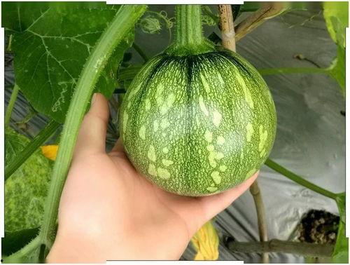 梦见吃旧小瓜,揭秘吃旧小瓜的神秘寓意